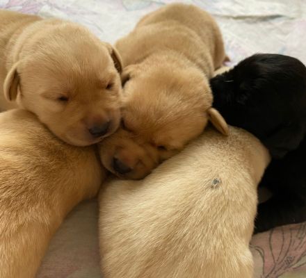 Labradorwelpen "von der Mühle"