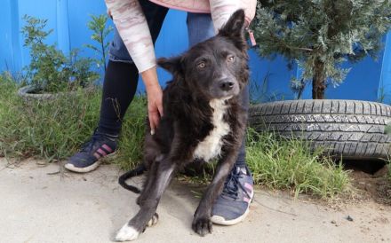 Kämpferin Sayana sucht Neuanfang