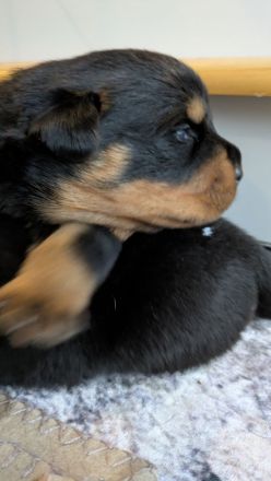 Rottweiler Welpen