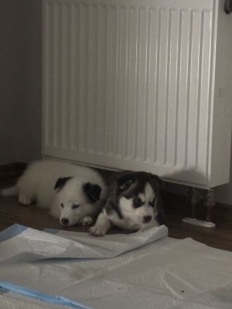 Husky-Mix Welpen 4 von 6 Übrig