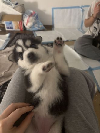 Husky-Mix Welpen 4 von 6 Übrig