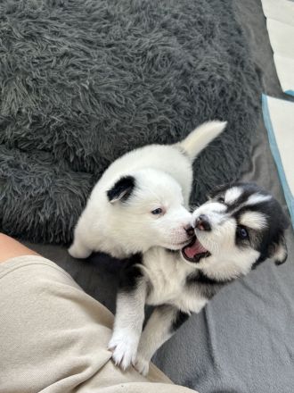 Husky-Mix Welpen 4 von 6 Übrig