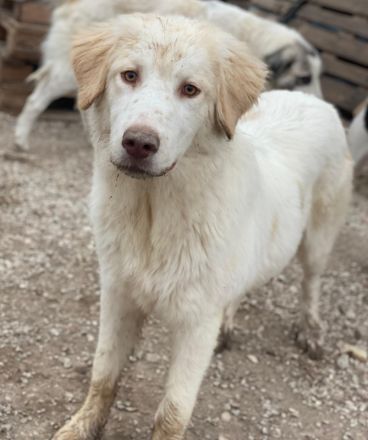 Balda, geb. ca. 02/2025, lebt auf einer Pflegestelle in 26826 Weener