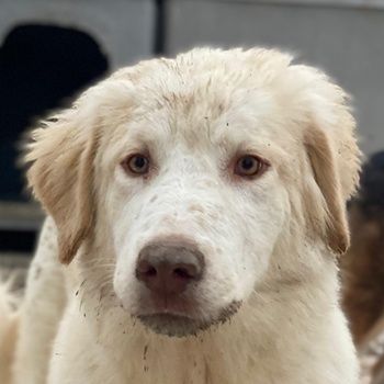 Balda, geb. ca. 02/2025, lebt auf einer Pflegestelle in 26826 Weener