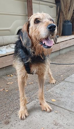 Yasko, geb. ca. 11/2022, lebt auf einer Pflegestelle in 44649 Herne