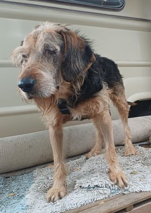 Yasko, geb. ca. 11/2022, lebt auf einer Pflegestelle in 44649 Herne