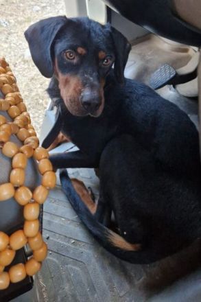 Sigma, geb. ca. 04/2024, lebt auf einer Pflegestelle in 50997 Köln