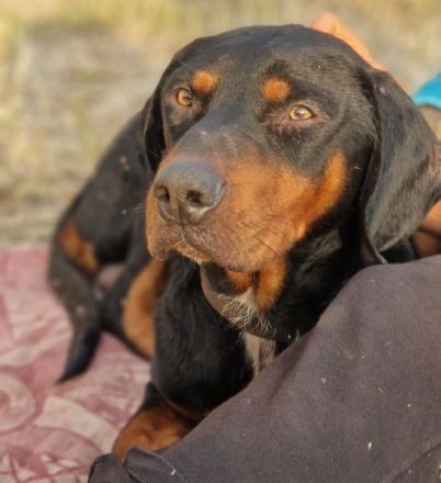 Sigma, geb. ca. 04/2024, lebt auf einer Pflegestelle in 50997 Köln