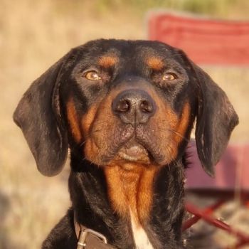 Sigma, geb. ca. 04/2024, lebt auf einer Pflegestelle in 50997 Köln