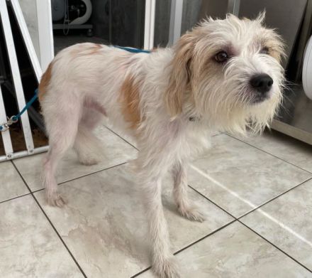 Eko, geb. ca 11/2021, lebt auf einer Pflegestelle in 53940 Hellenthal