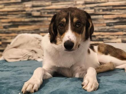 Adam auf Pflegestelle in 03048 Cottbus sucht sein Für-immer-Zuhause