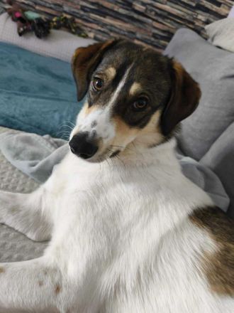 Adam auf Pflegestelle in 03048 Cottbus sucht sein Für-immer-Zuhause