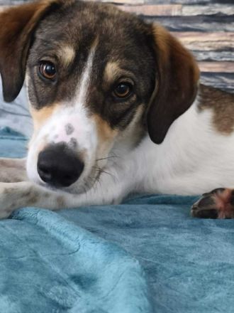 Adam auf Pflegestelle in 03048 Cottbus sucht sein Für-immer-Zuhause