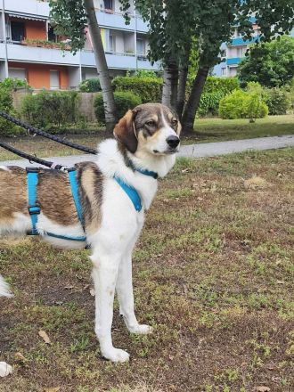 Adam auf Pflegestelle in 03048 Cottbus sucht sein Für-immer-Zuhause