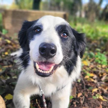 Oreo in 19406 Hohen Pritz sucht sein Für-immer-Zuhause