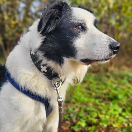 Oreo in 19406 Hohen Pritz sucht sein Für-immer-Zuhause