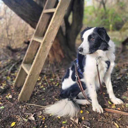 Oreo in 19406 Hohen Pritz sucht sein Für-immer-Zuhause