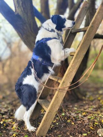 Oreo in 19406 Hohen Pritz sucht sein Für-immer-Zuhause