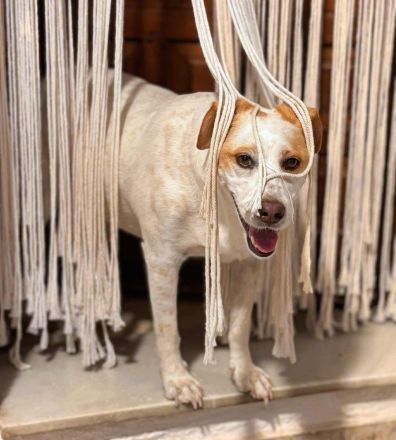 Levi in 10623 Berlin sucht sein Für-immer-Zuhause