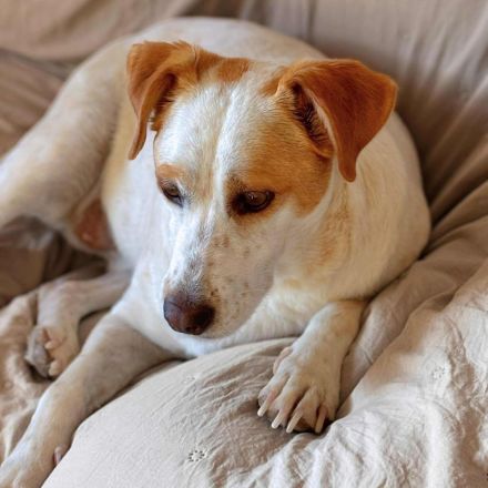 Levi in 10623 Berlin sucht sein Für-immer-Zuhause