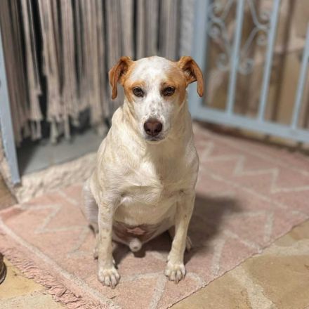 Levi in 10623 Berlin sucht sein Für-immer-Zuhause