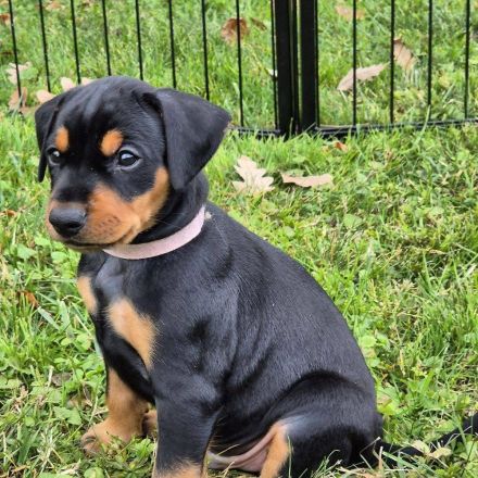 Deutscher Pinscher – Einziger Wurf in Slowenien (Zuchtstätte VOM DRAUHOF)