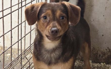 Gus sucht Menschen mit Geduld, Ruhe und Herz