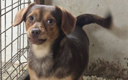 Gus sucht Menschen mit Geduld, Ruhe und Herz