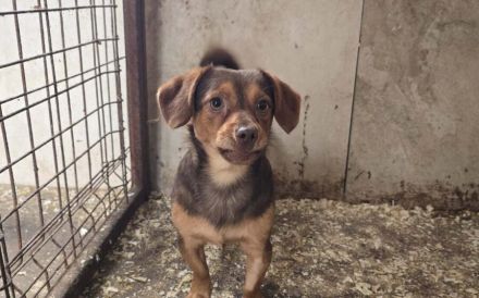 Gus sucht Menschen mit Geduld, Ruhe und Herz