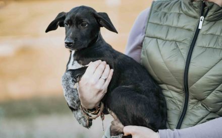 Zuhause gesucht für Tayvo