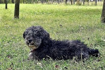 Aufgeweckter Gino sucht seine Menschen