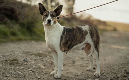 Floppy sucht ein Zuhause