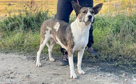 Floppy sucht ein Zuhause