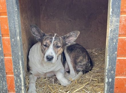 Floppy sucht ein Zuhause