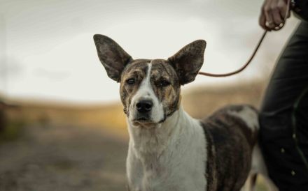 Floppy sucht ein Zuhause