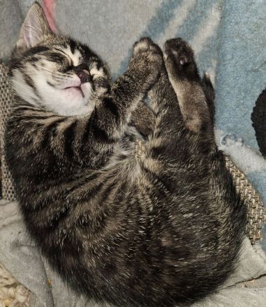 Rassemixkitten Bengal x blue Bkh