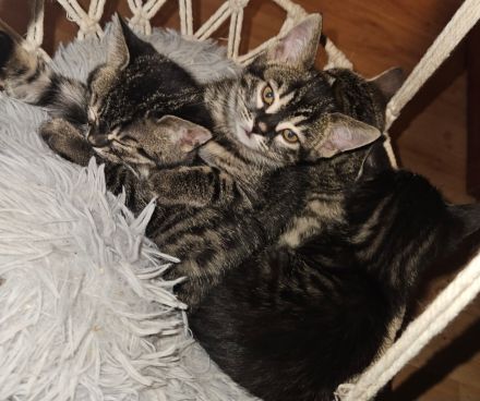 Rassemixkitten Bengal x blue Bkh