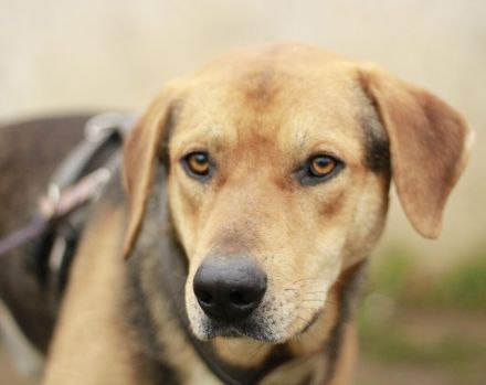 Wer schenkt Kane ein Zuhause?