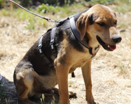 Wer schenkt Kane ein Zuhause?