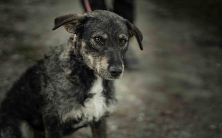 Strolch sucht ein aktives Zuhause