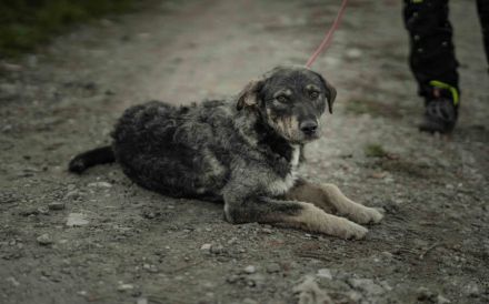 Strolch sucht ein aktives Zuhause