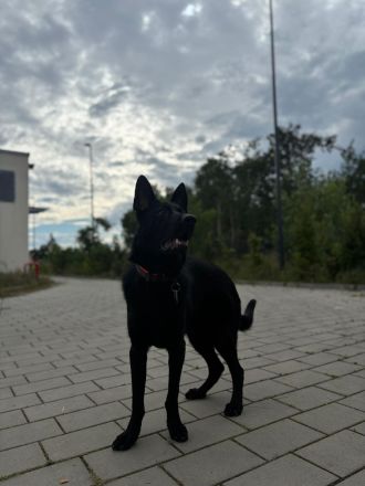 Schäferhund Rüde