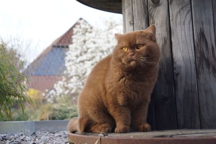 BKH Deckkater Cinnamon Odd Eye träger