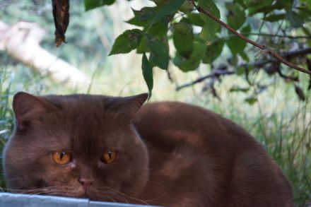 BKH Deckkater Cinnamon Odd Eye träger