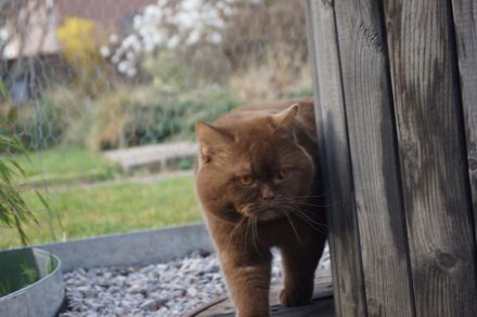 BKH Deckkater Cinnamon Odd Eye träger