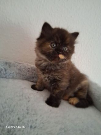 Perserkitten mix Akiza