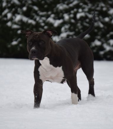 American Bully XL Hündinnen