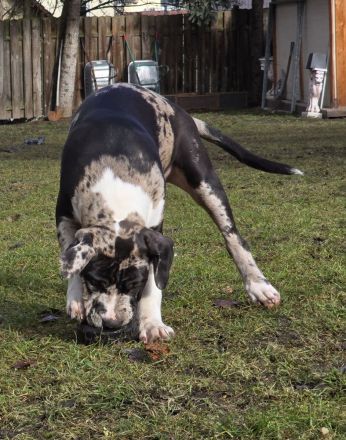 American Bully XL Hündinnen