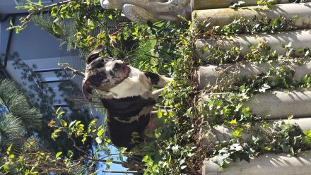 American Bully XL Hündinnen