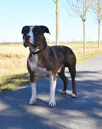American Bully XL Hündinnen
